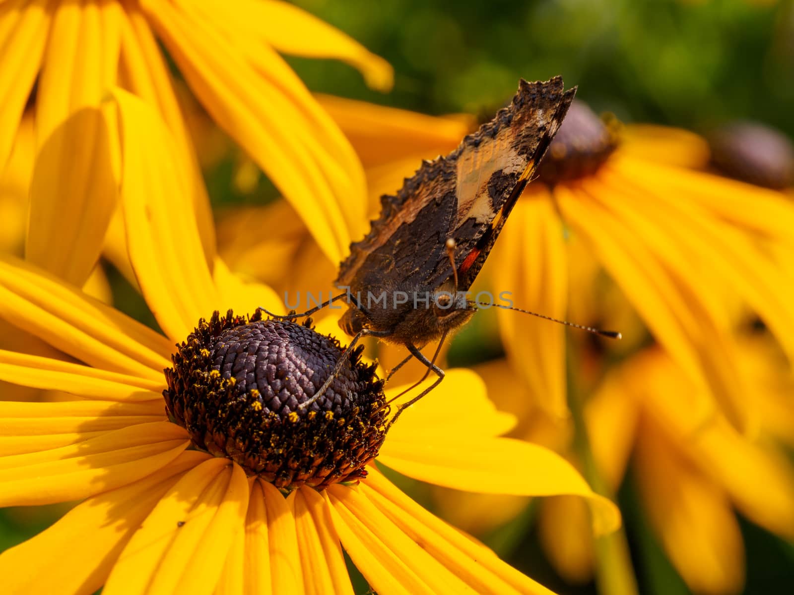 Creative angle shot of a wild butterfly resting on a yellow coneflower