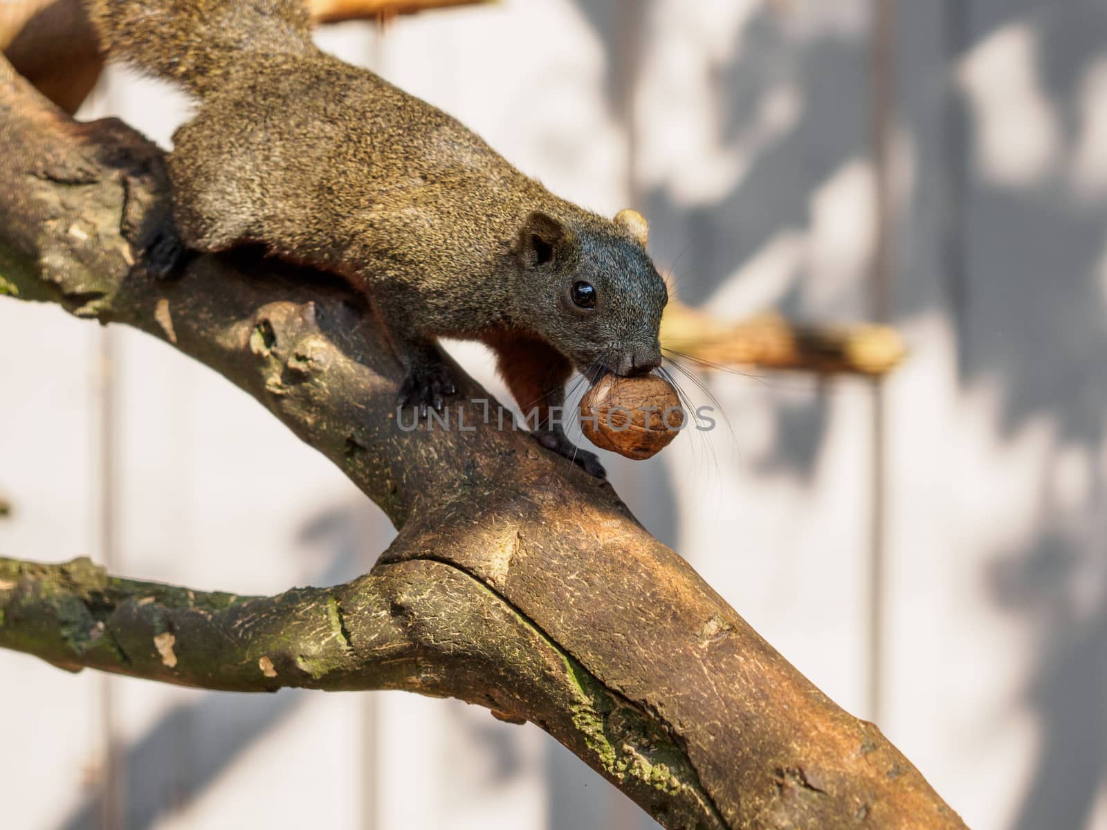 Large brown squirrel running over a branch with a walnut in his mouth