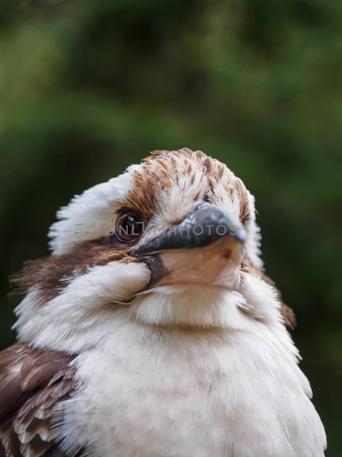 Closeup of a proud looking white and brown indonesian bird