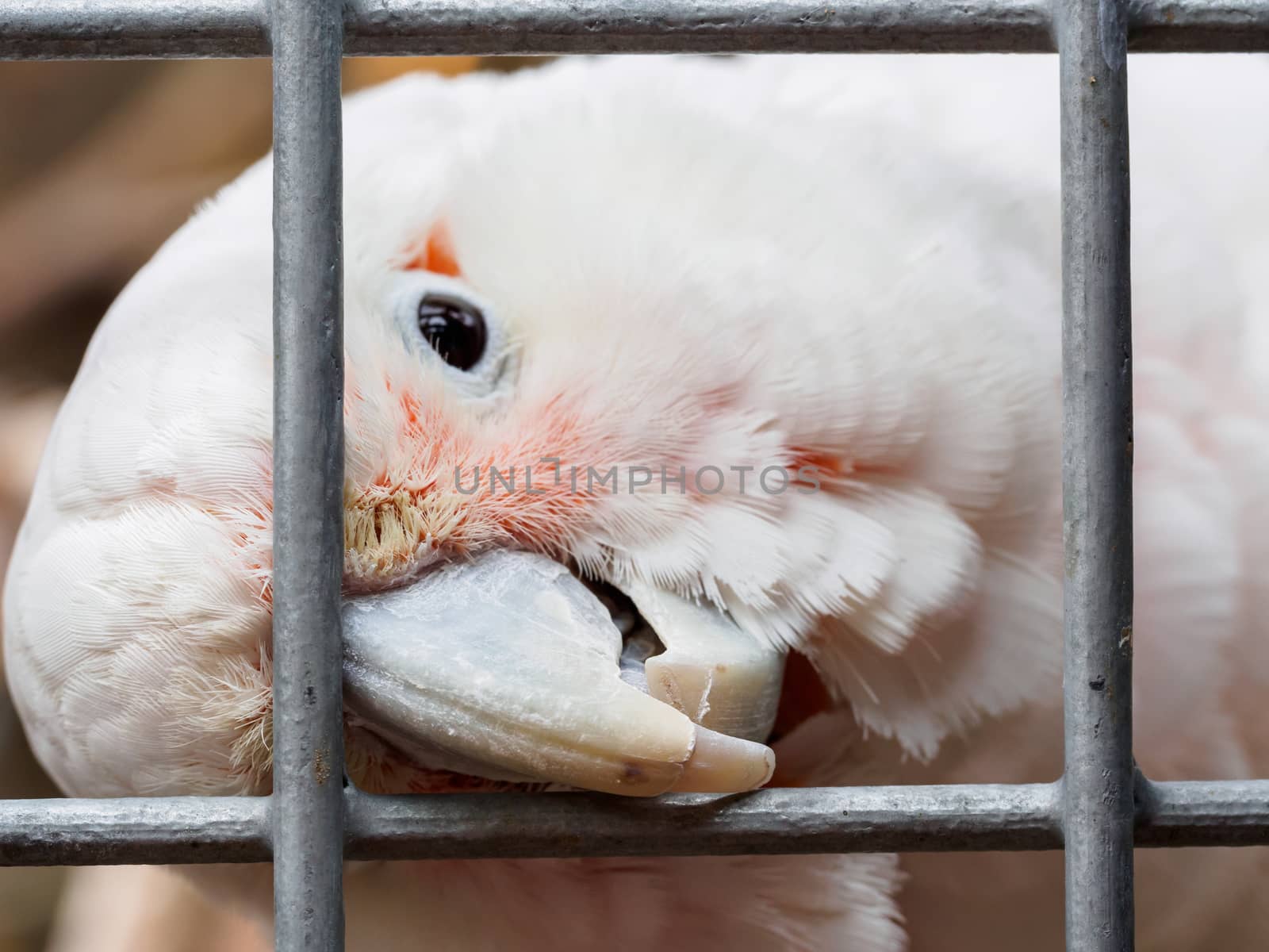 Curious white parrot chewing away at metal bars