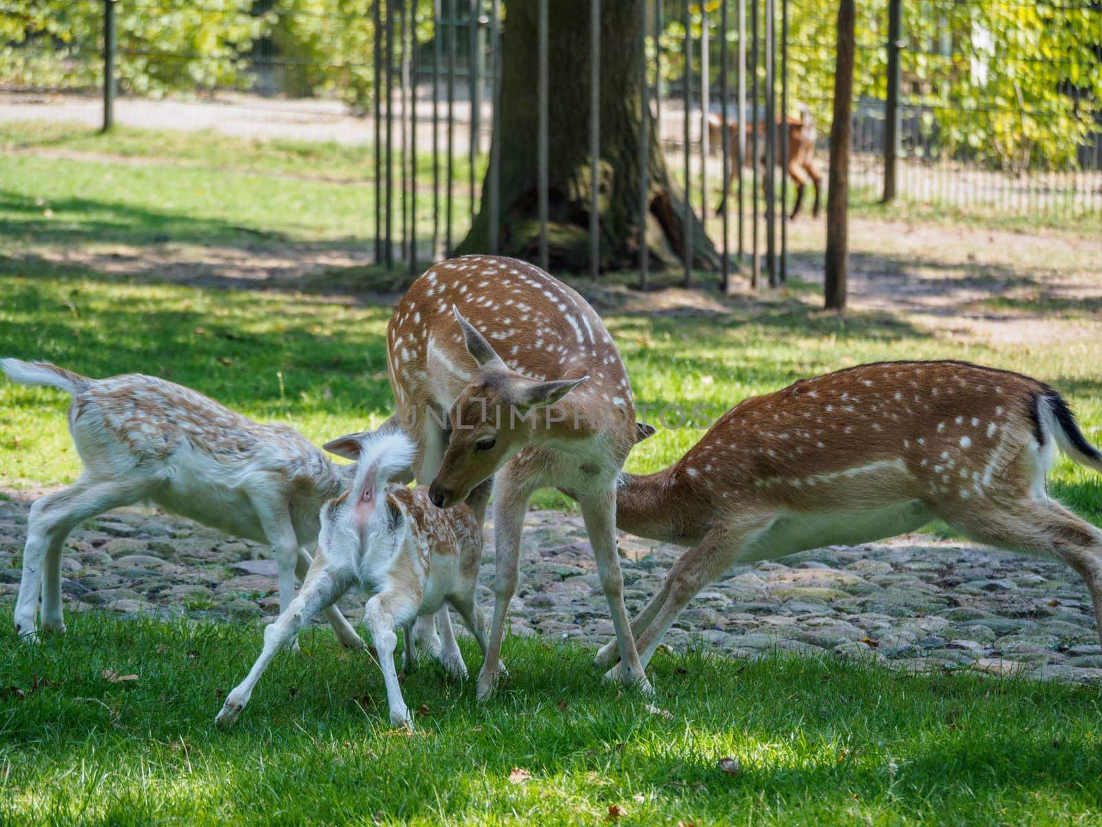 Multiple young and one adult deer drinking from a mother