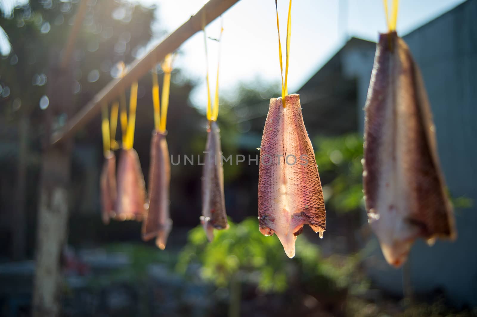 Spiced and dried snakehead fish at Bentre province, MeKong delta, Viet nam, Southeast Asia