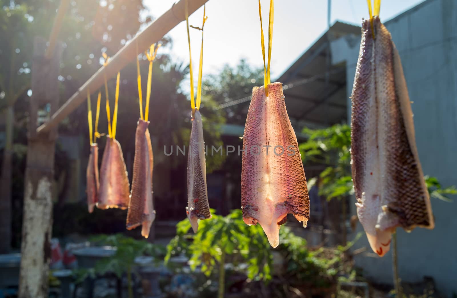 Spiced and dried snakehead fish at Bentre province, MeKong delta, Viet nam, Southeast Asia