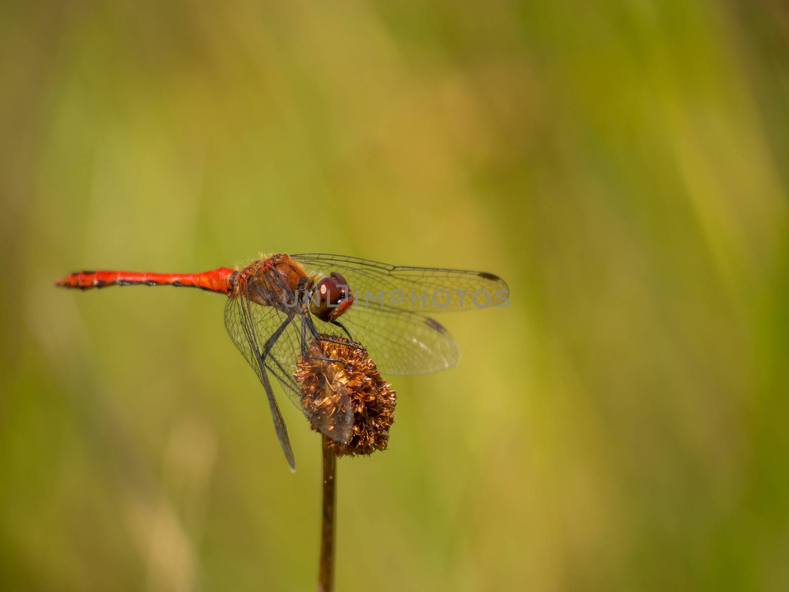Vibrant red dragonfly resting on a brown grass porch
