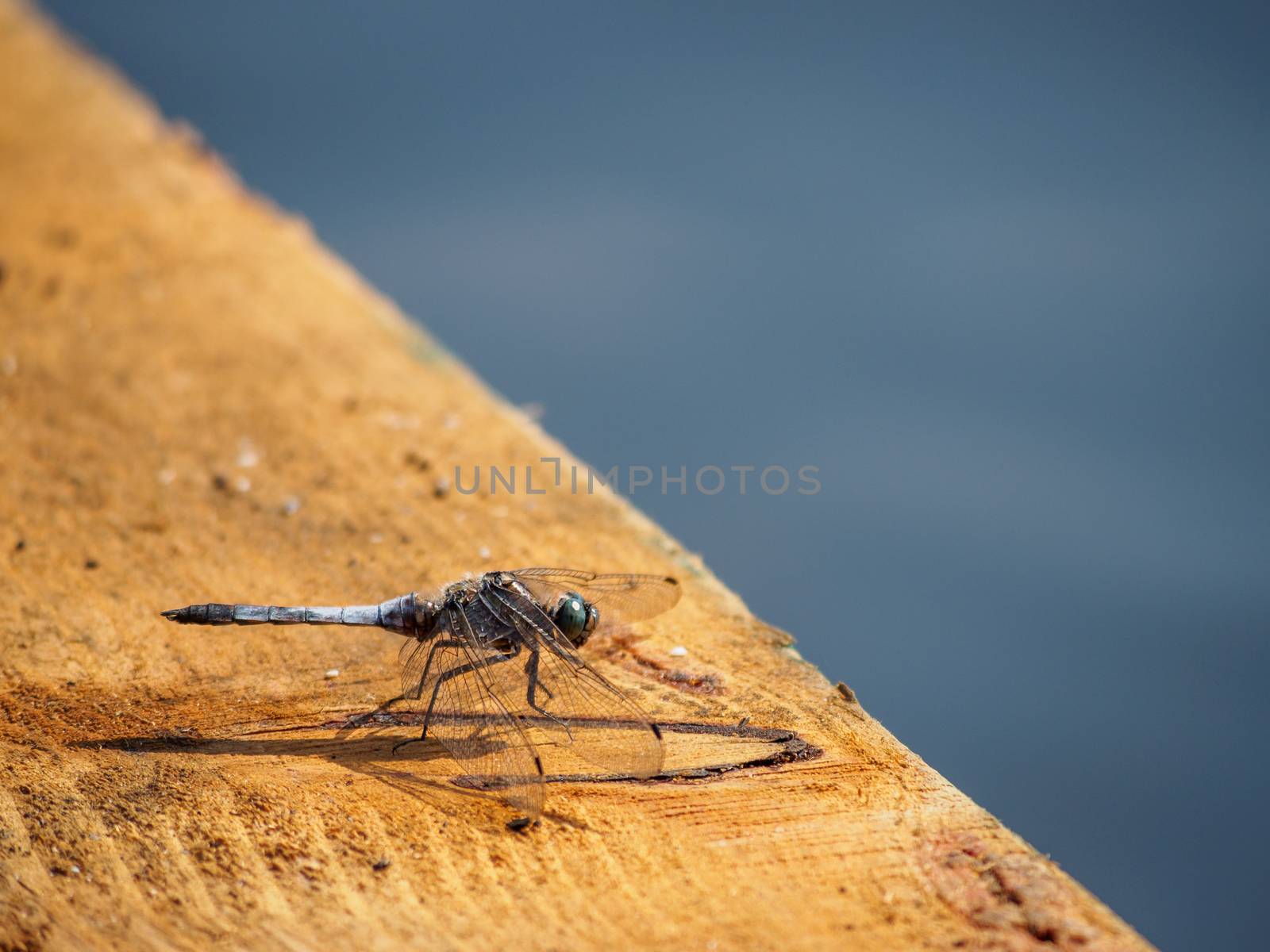 Dragonfly closeup on wood by river by frankhoekzema