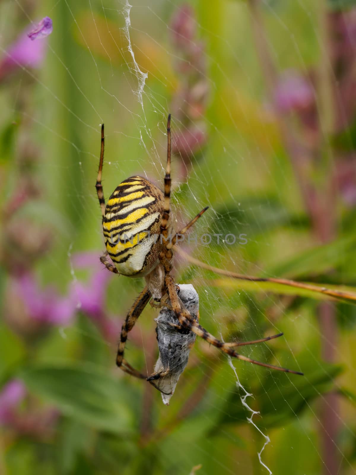 Macro shot of a large striped spider with captured prey