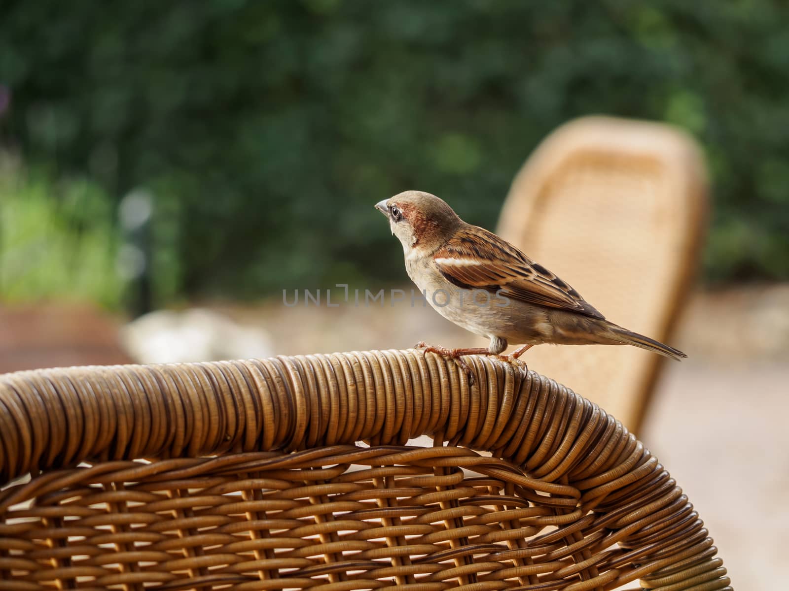 Small curious house sparrow resting on top of a reed chair