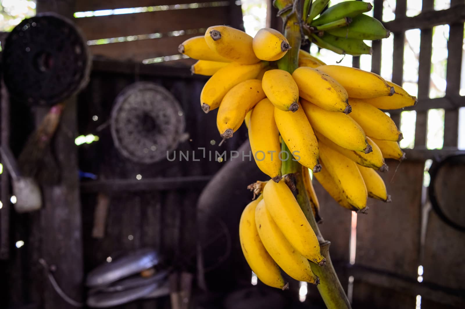 Yellow Banana in Traditional Wooden Kitchen, Bentre province, MeKong delta, Vietnam, SouthEast Asia