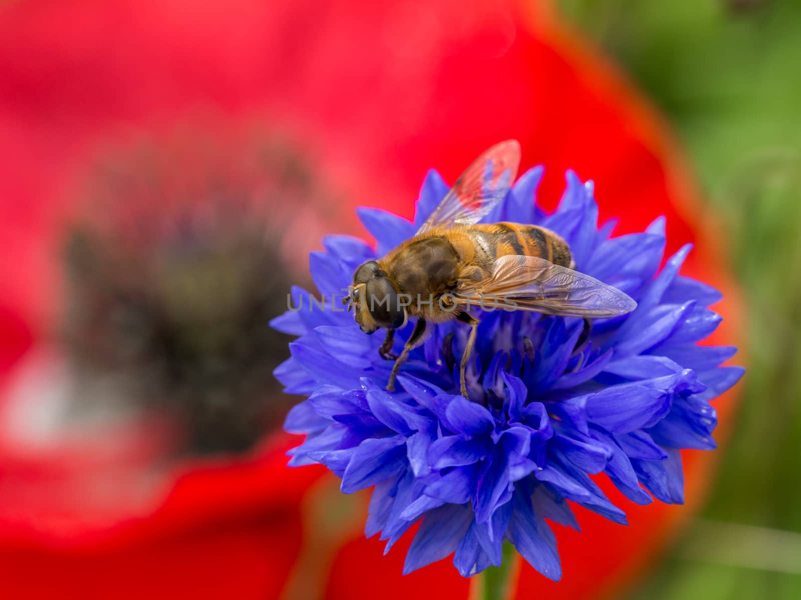 Closeup of a solitary bee resting on a small blue wild flower with a red poppy filling the shot