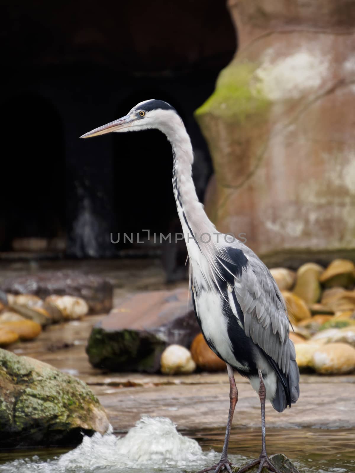 Heron by water fountain by frankhoekzema