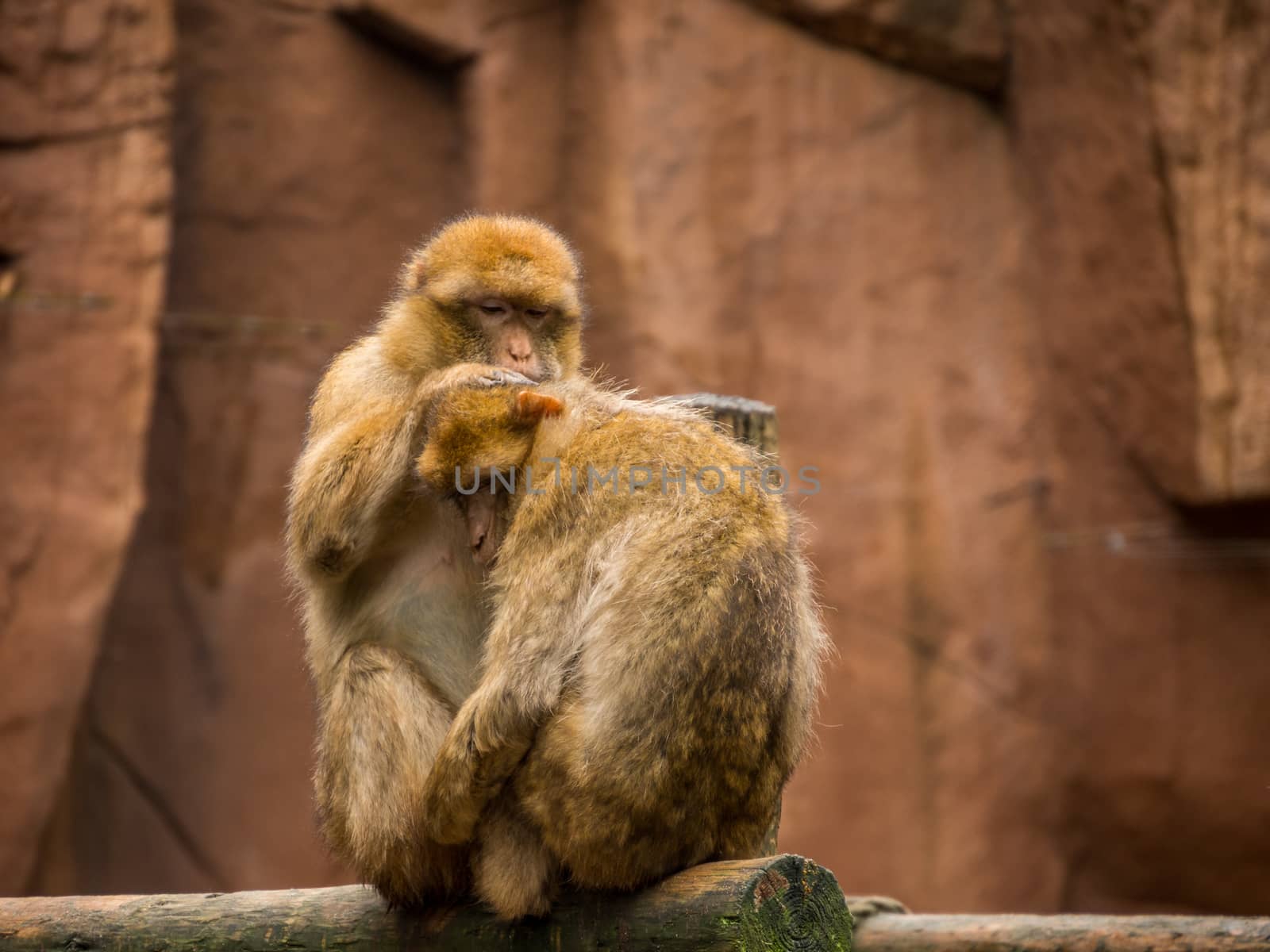 A pair of barbary Macaque showing typical grooming behavior