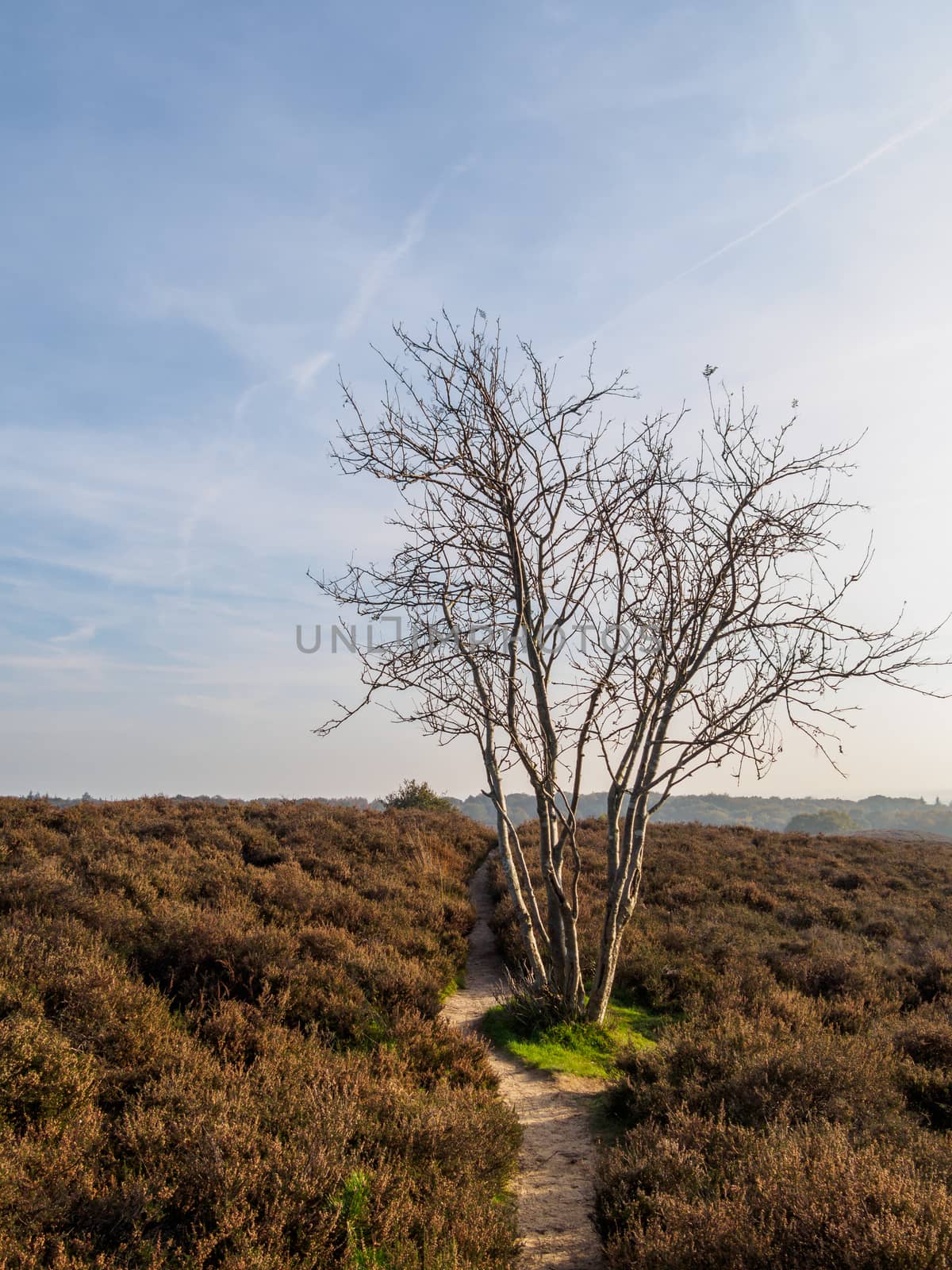 Lone tree on sand path by frankhoekzema