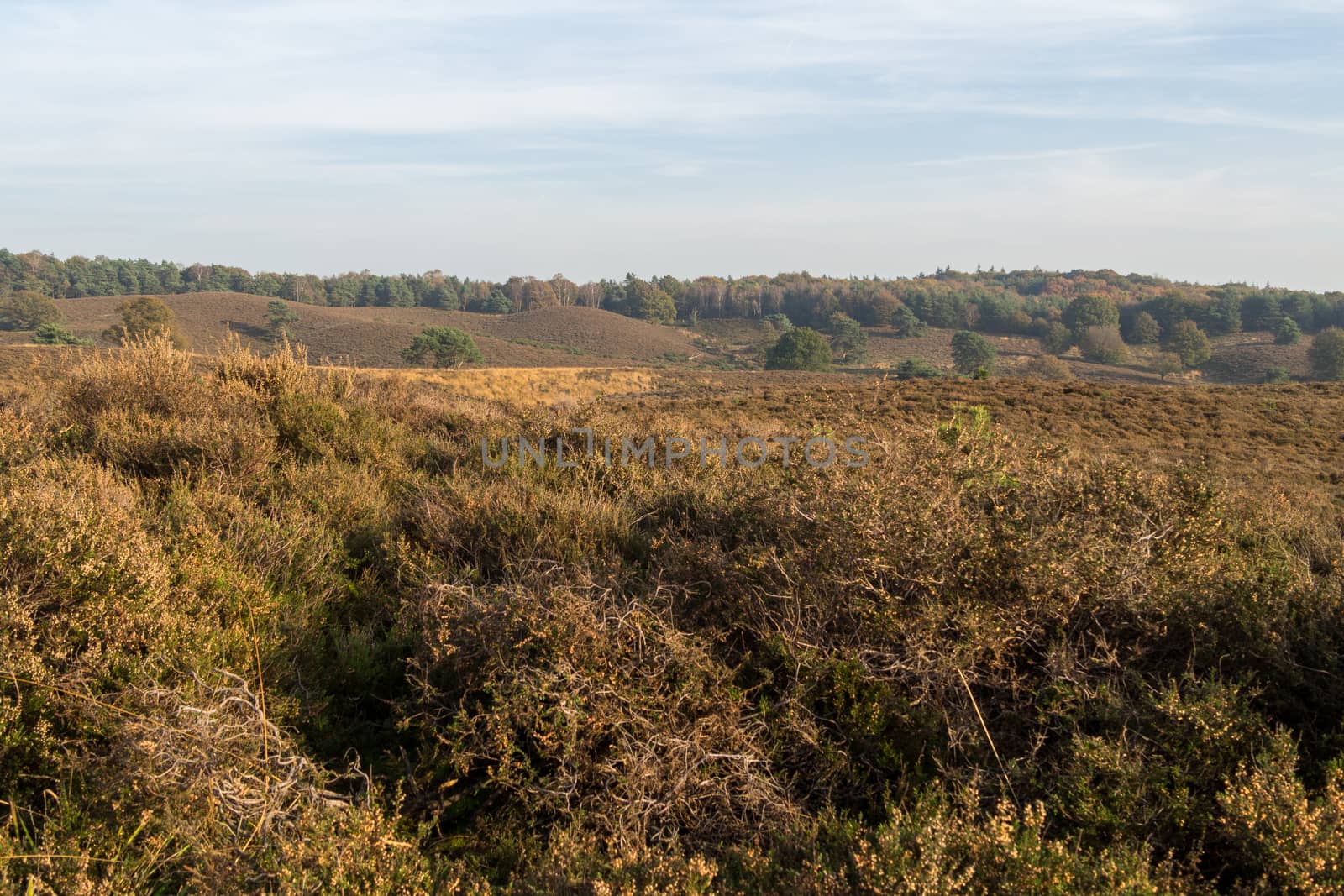 Looking out over Dutch Heathland by frankhoekzema