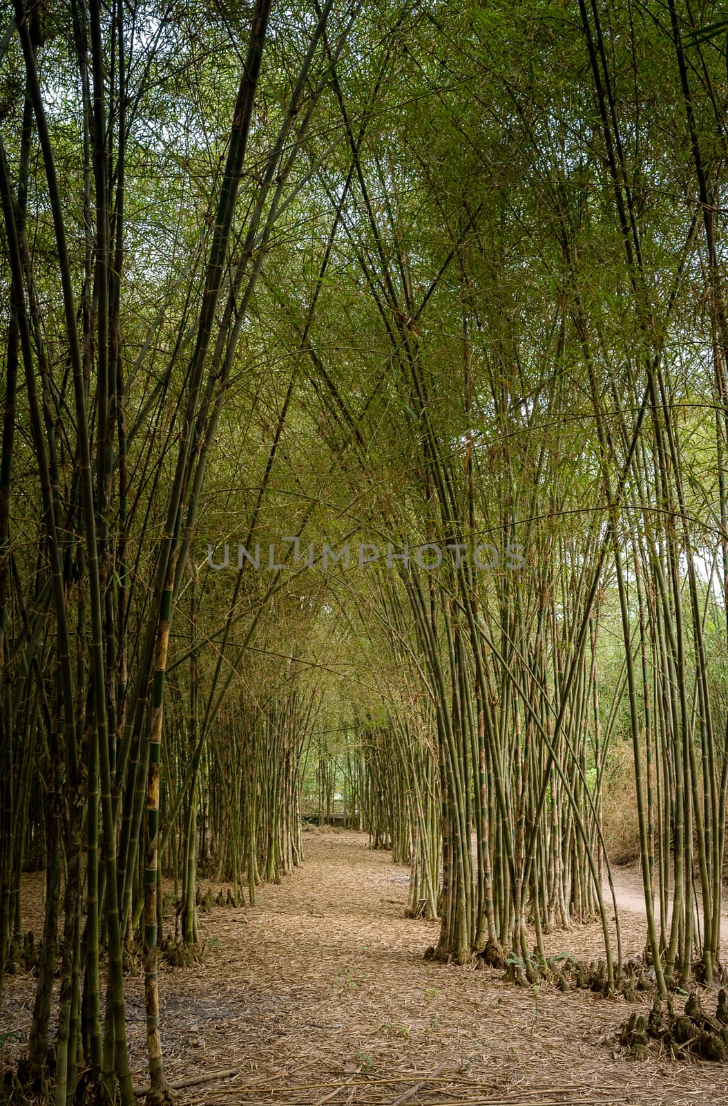 TRANGBANG DISTRICT - MAY 1: Bamboo Green Road at Trangbang district, May 1 2014 in Tayninh province, Viet Nam.