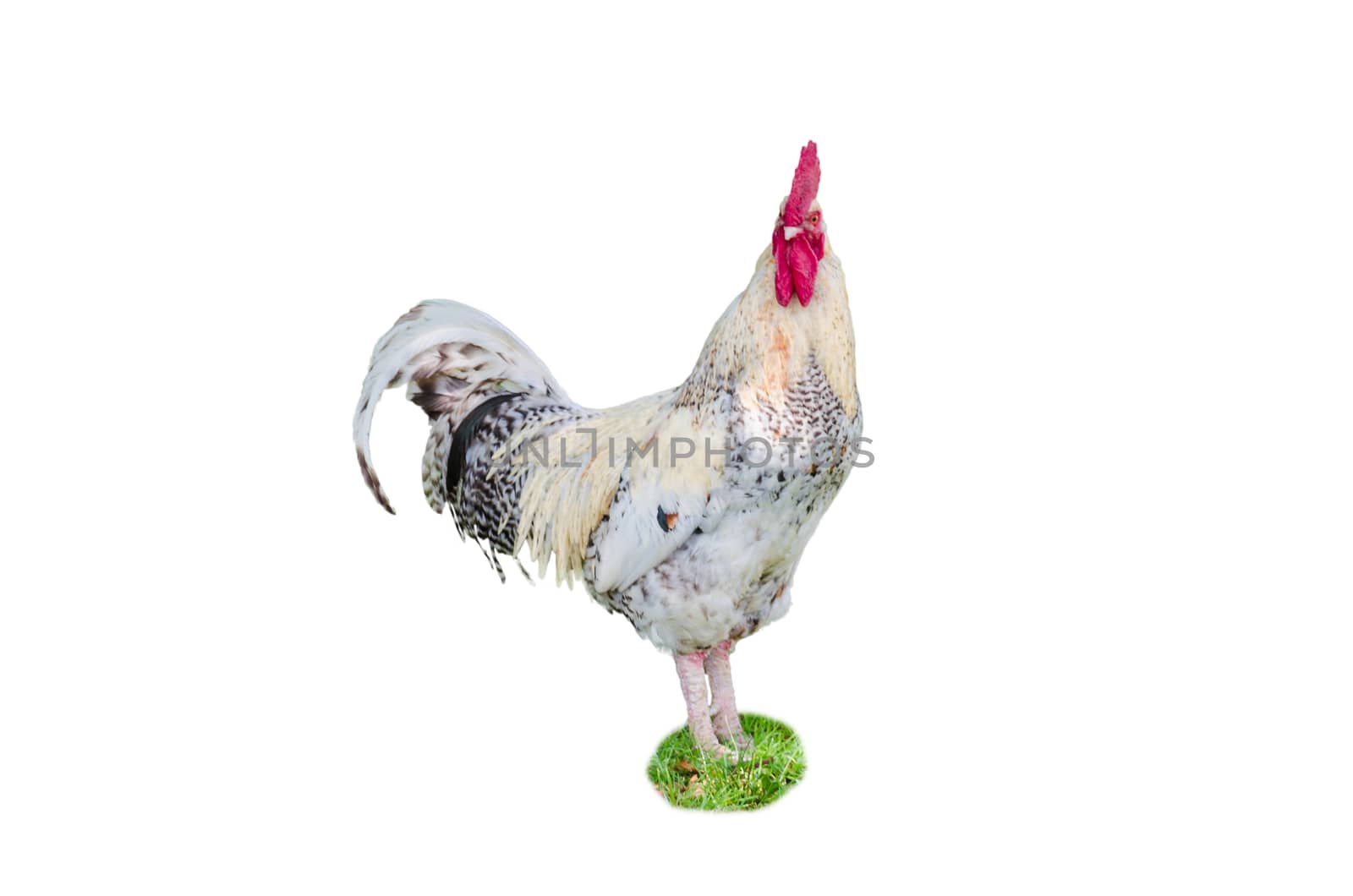 White Cock Posing by JFsPic