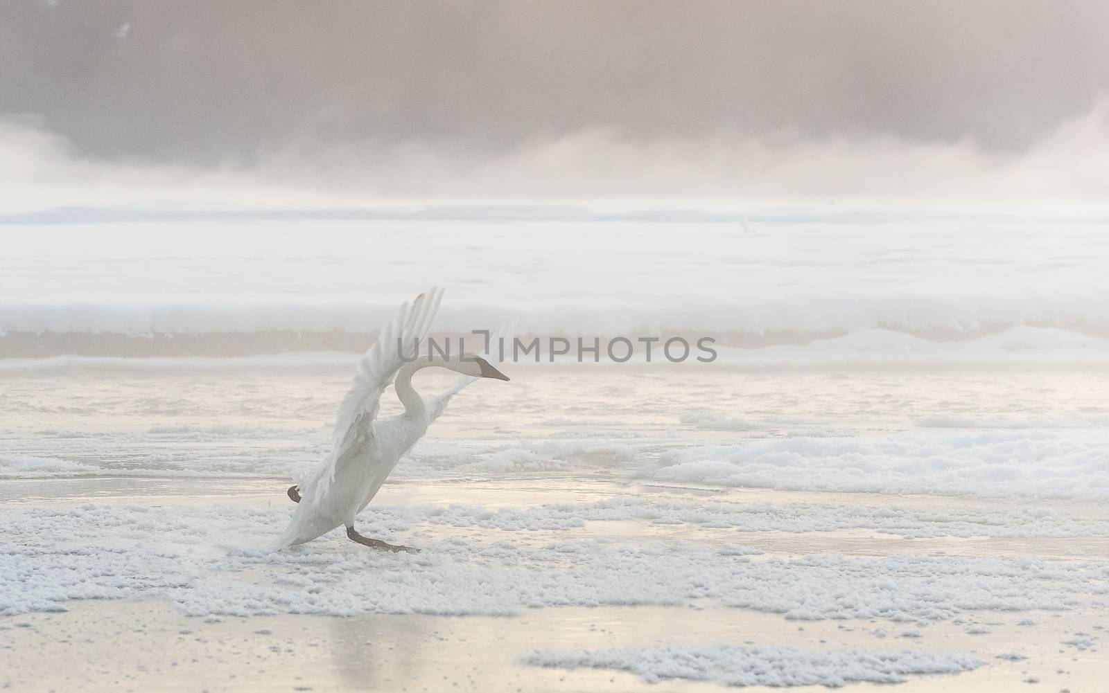 Tundra swan by SURZ