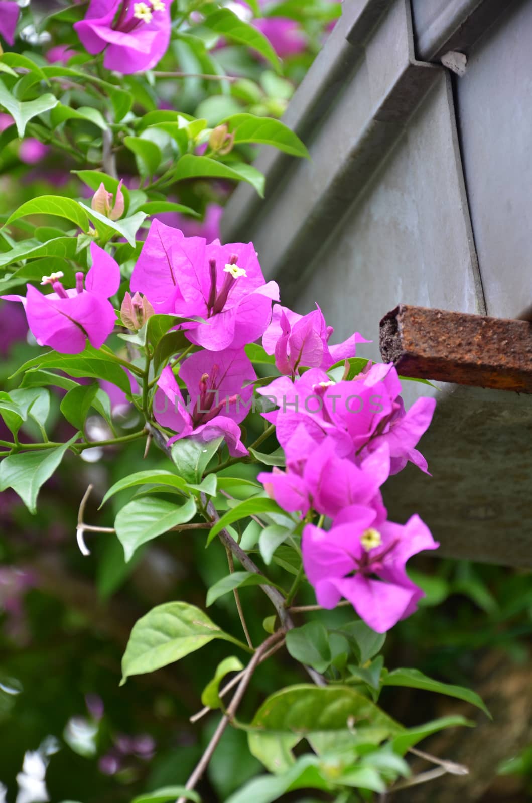 Bougainvillea by tang90246