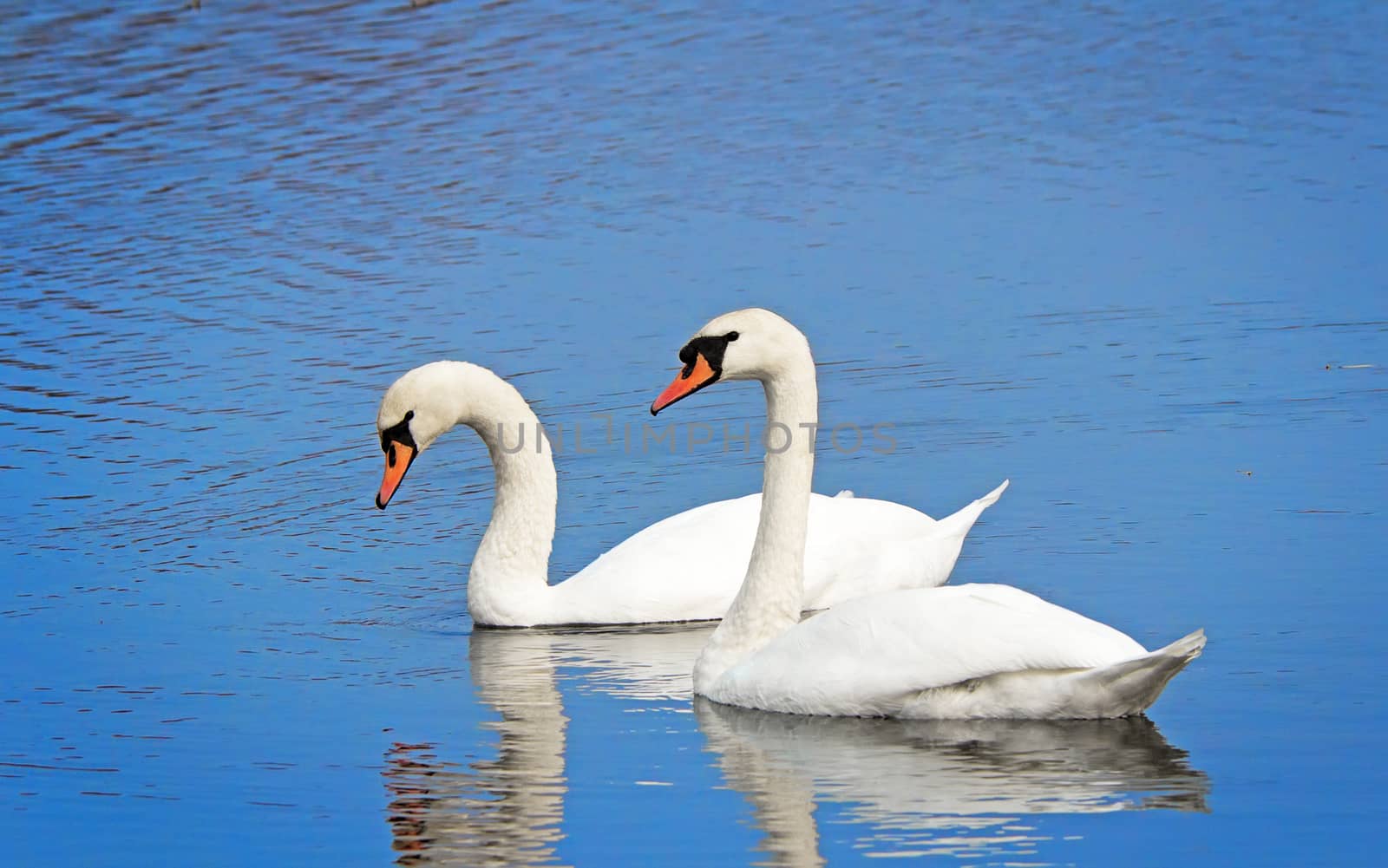 A pair of beautiful wild white swans floating on the blue surface of the lake.