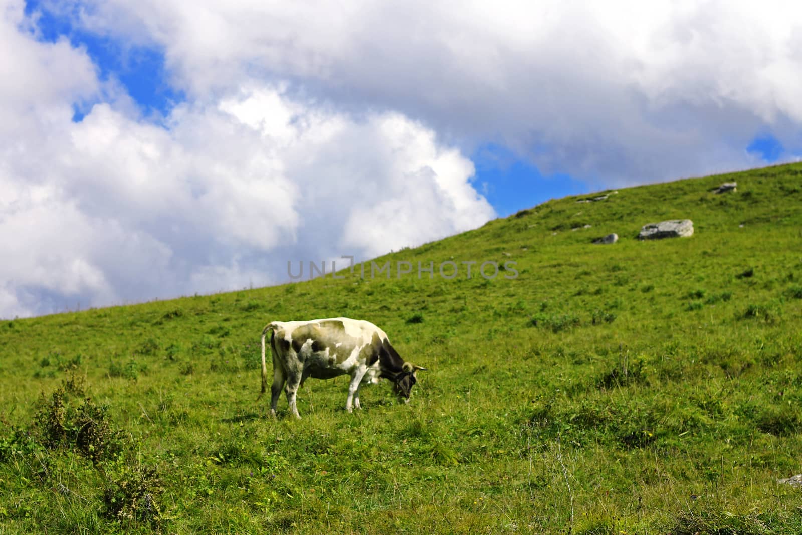 Lonely Cow On The Caucasus Mountain Grassland