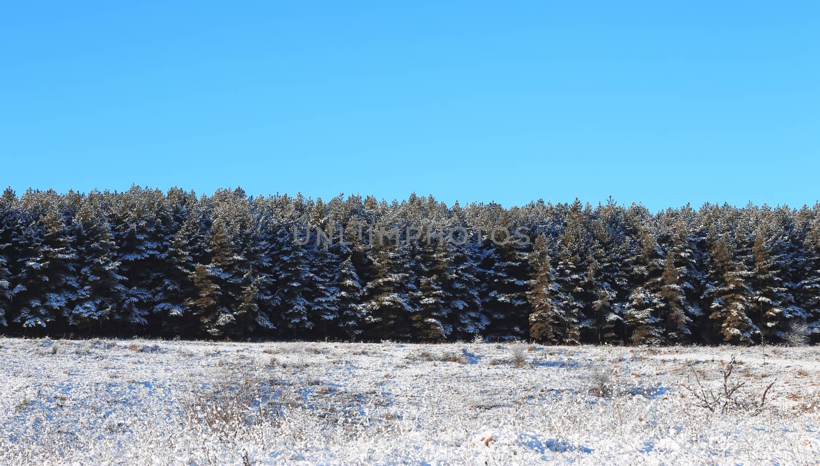 Trees covered with hoarfrost and snow in mountains
