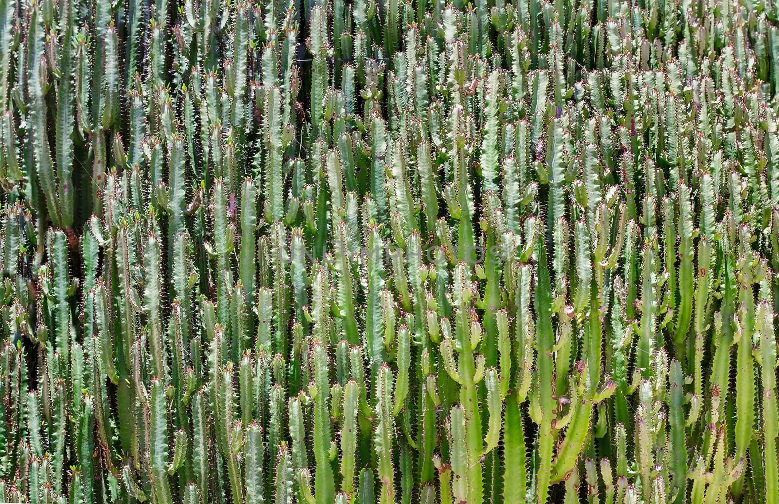 Cacti, growing by a solid wall. by georgina198