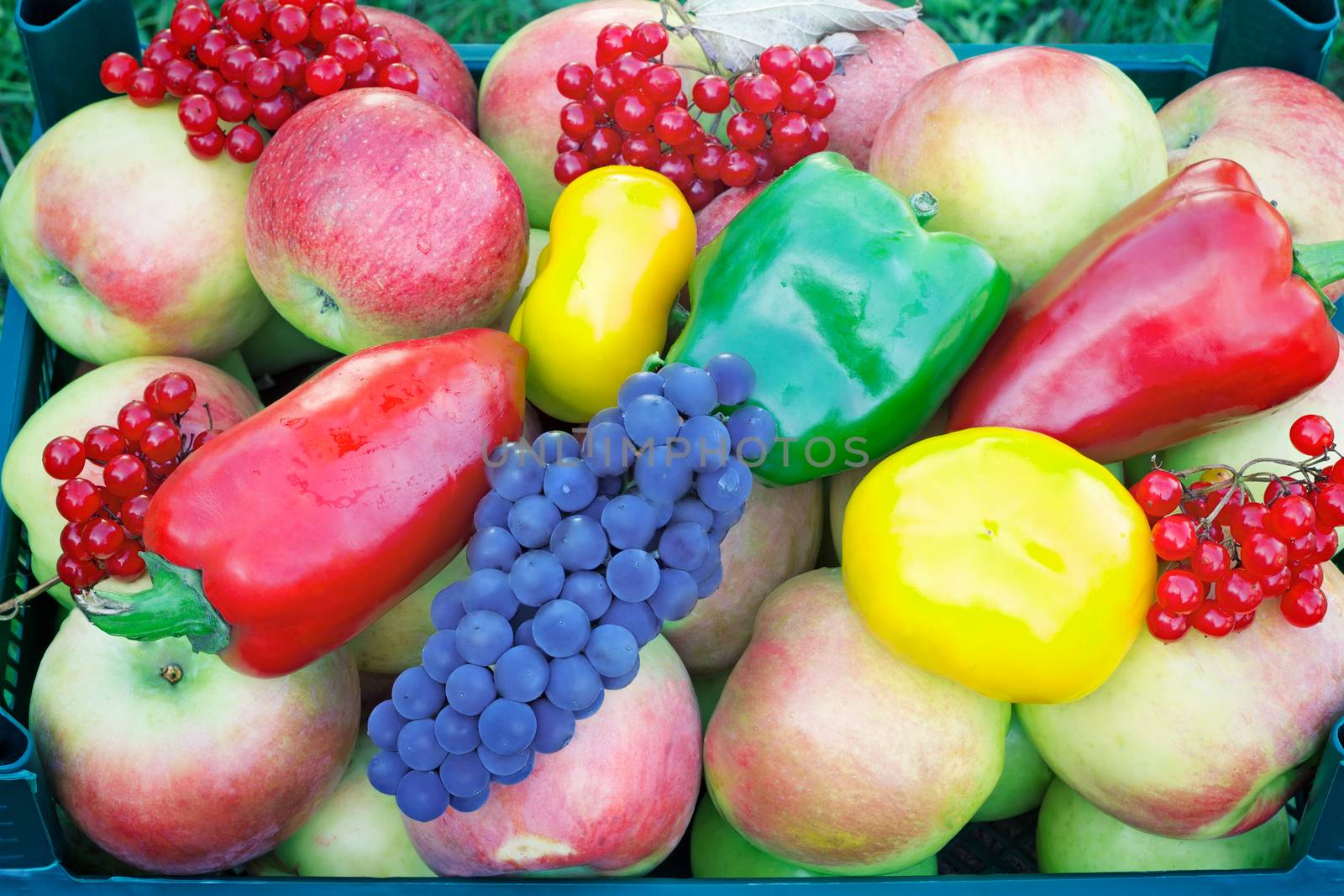 A variety of fruits and vegetables: apples, grapes, berries, elderberry, yellow, red and green peppers. Presents closeup.