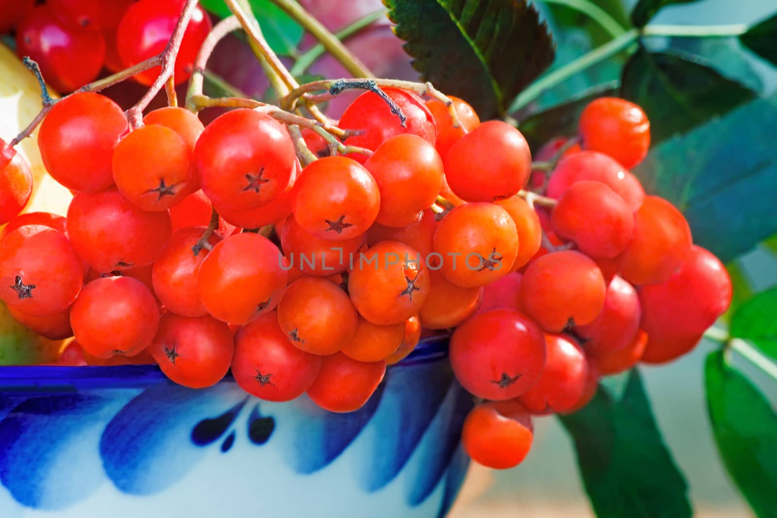 Still life: a Rowan branch with beautiful red berries in a ceramic vase.