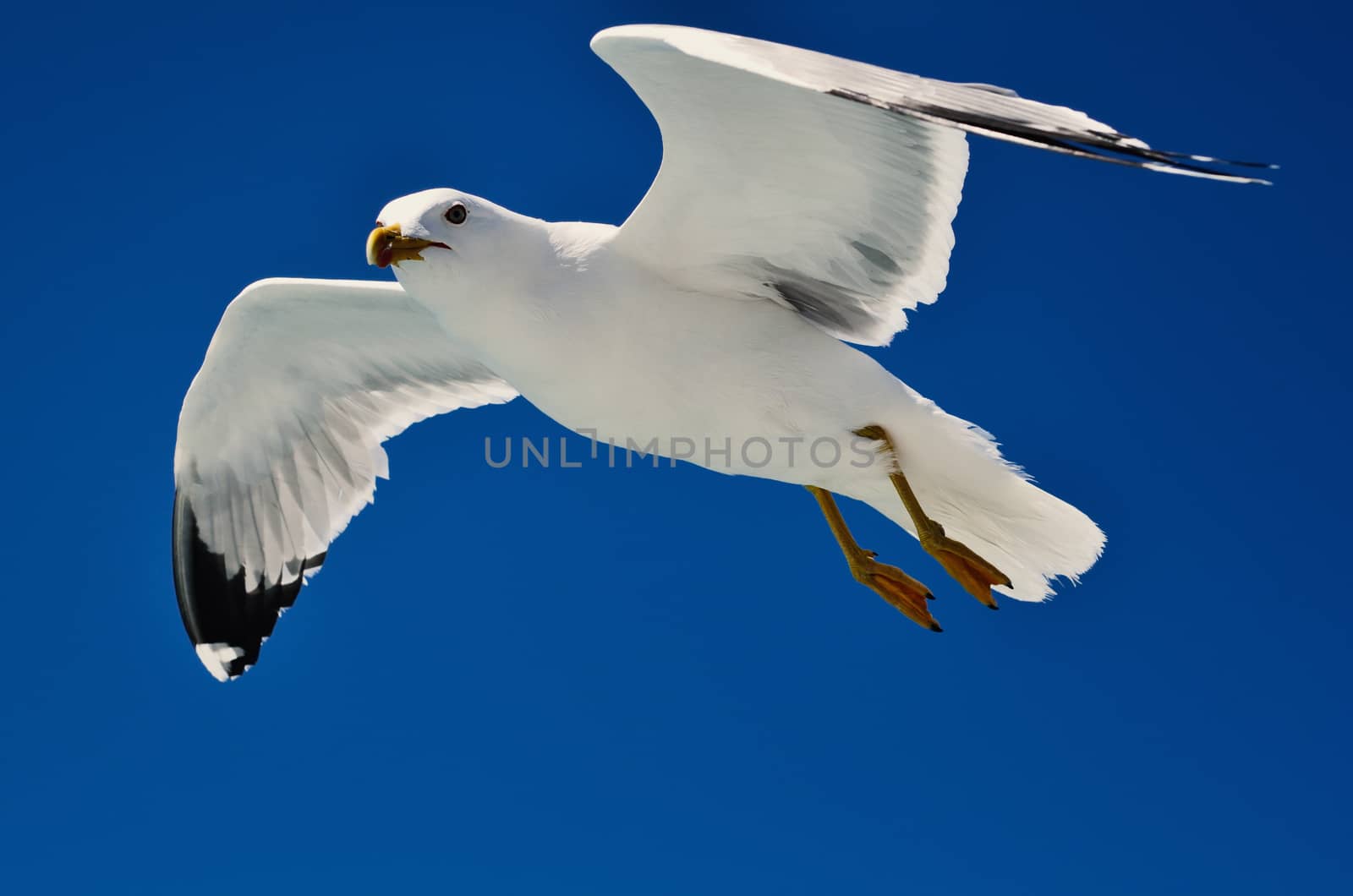 White seagull soaring in the blue sky