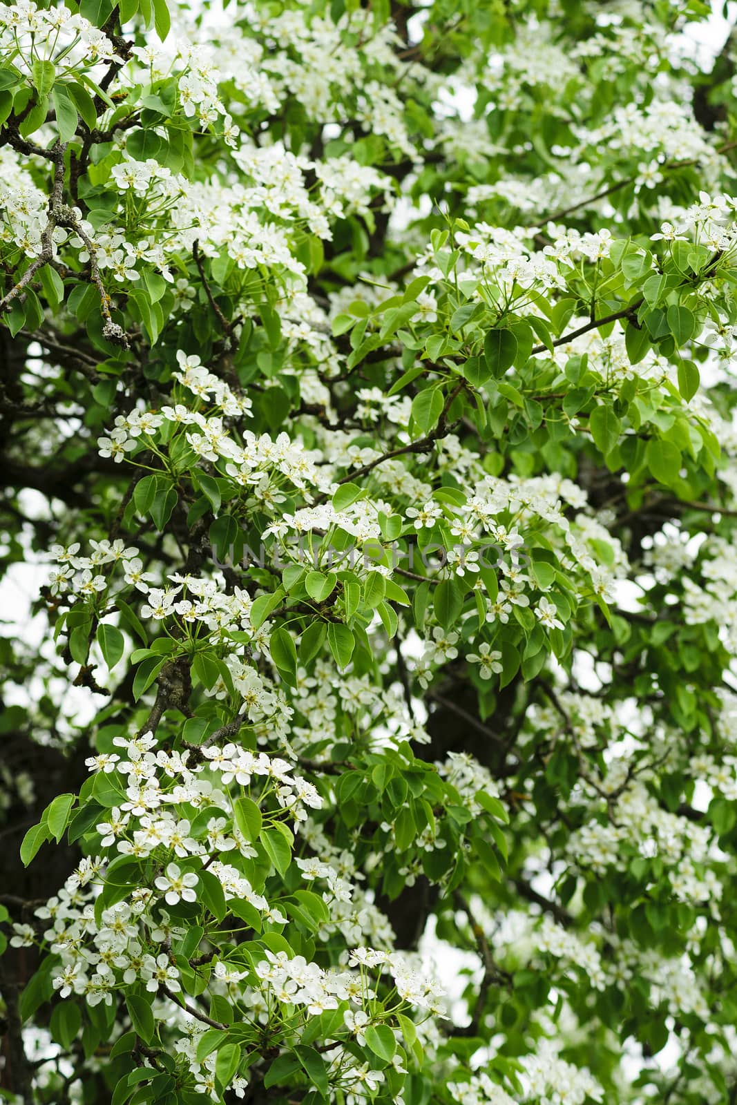 White flowers of pear - fresh green spring leaves.