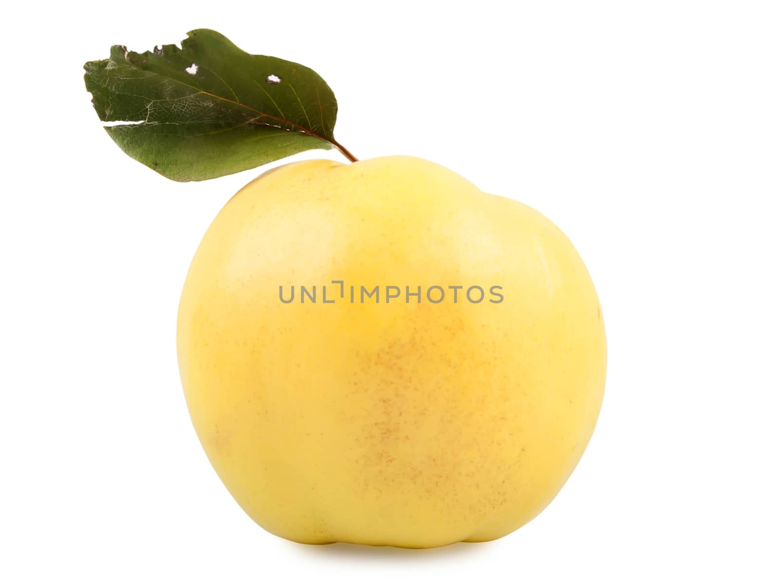 yellow quince isolated on white background, studio shot