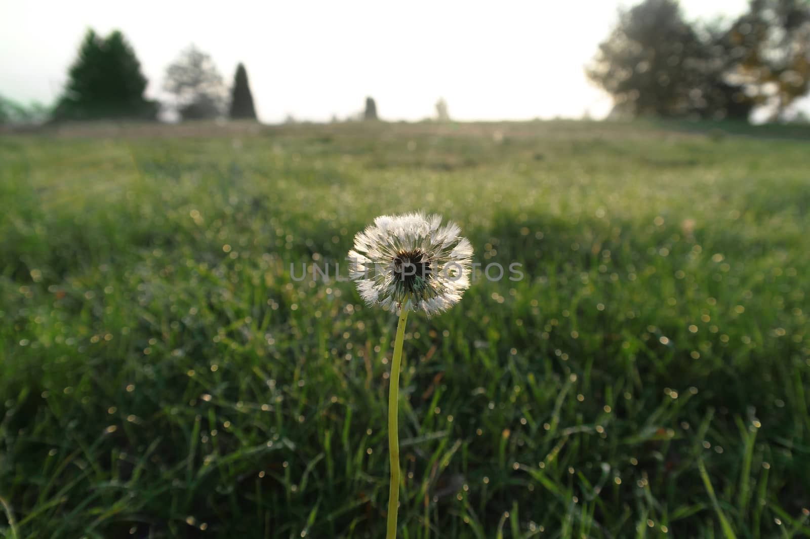 lonely dandelion