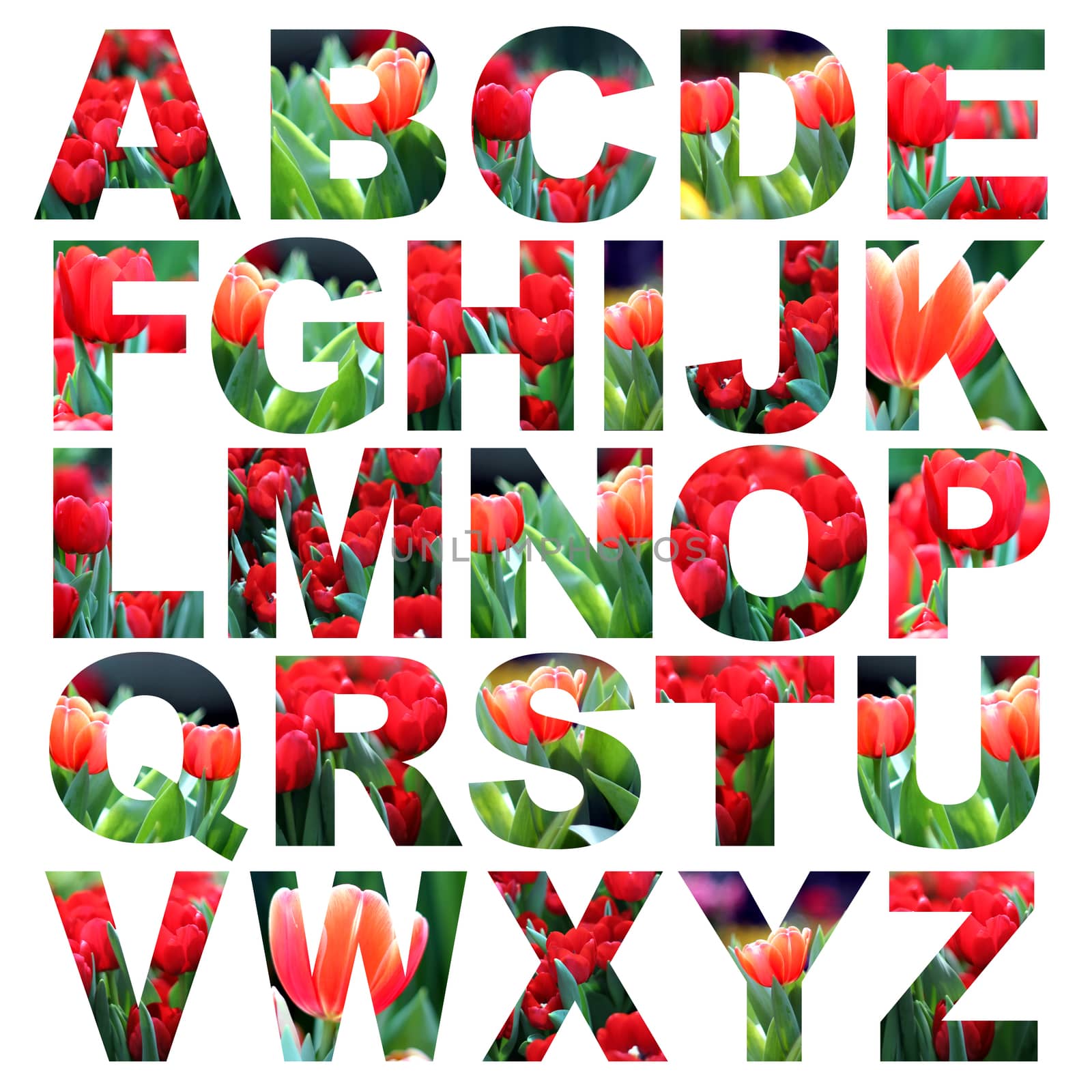 alphabet a to z made from tulips flower picture