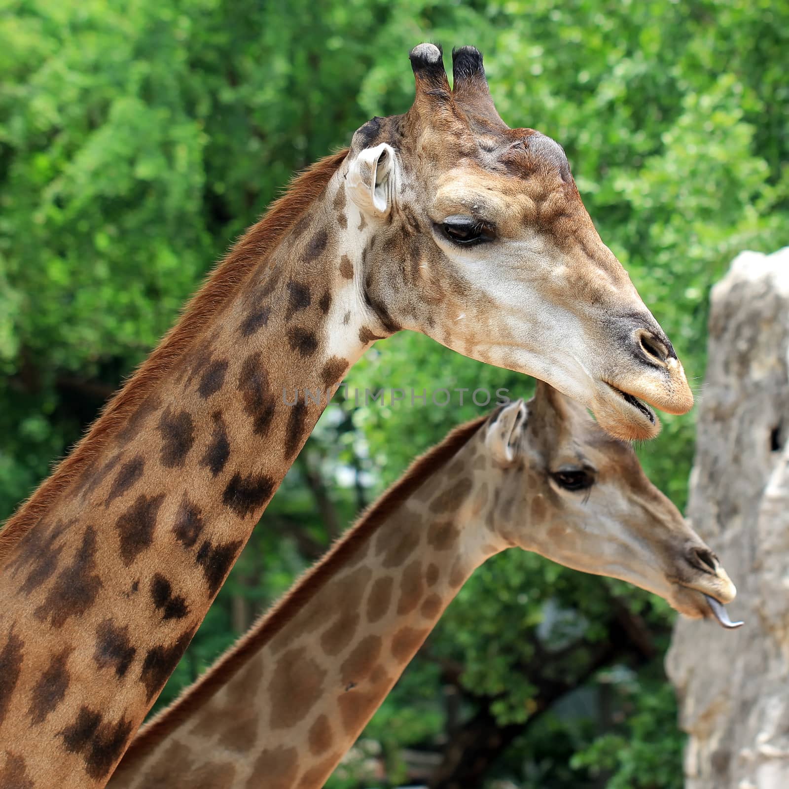 Closeup of giraffe with nature background