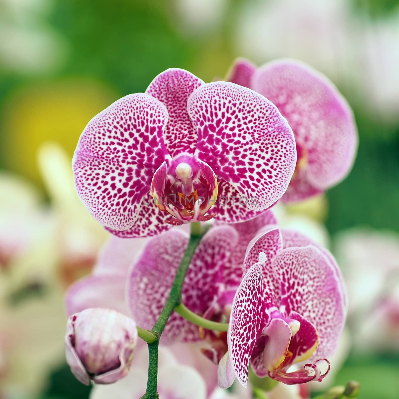 closeup of beautiful orchid flower