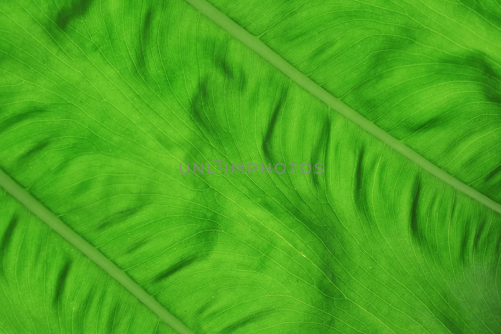 Green leaf as background or texture