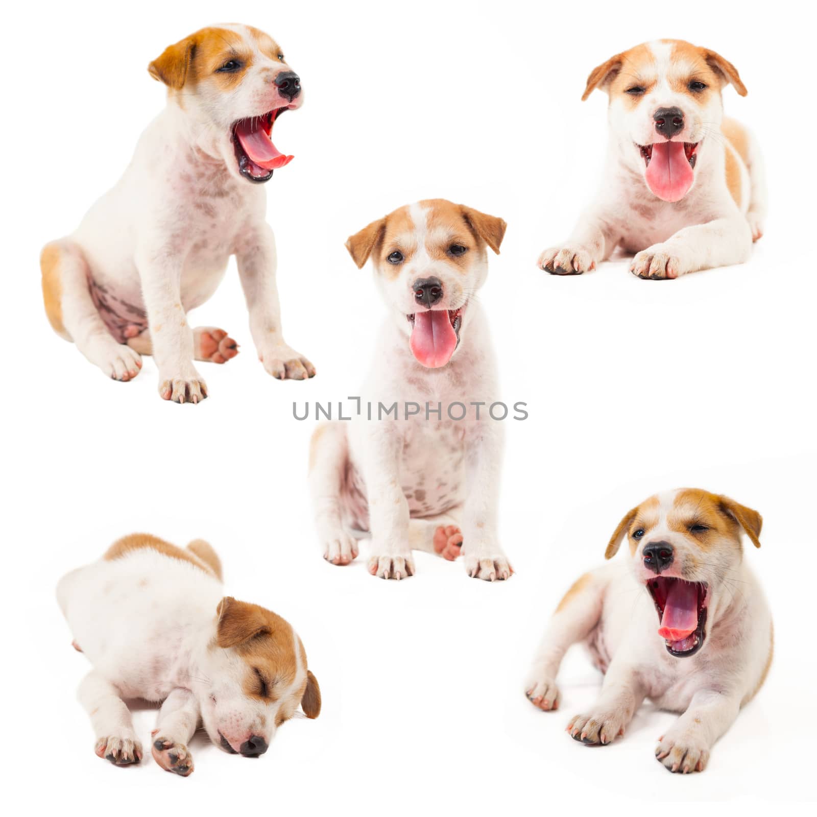 Puppy Dog collection showing tongue isolated on white background