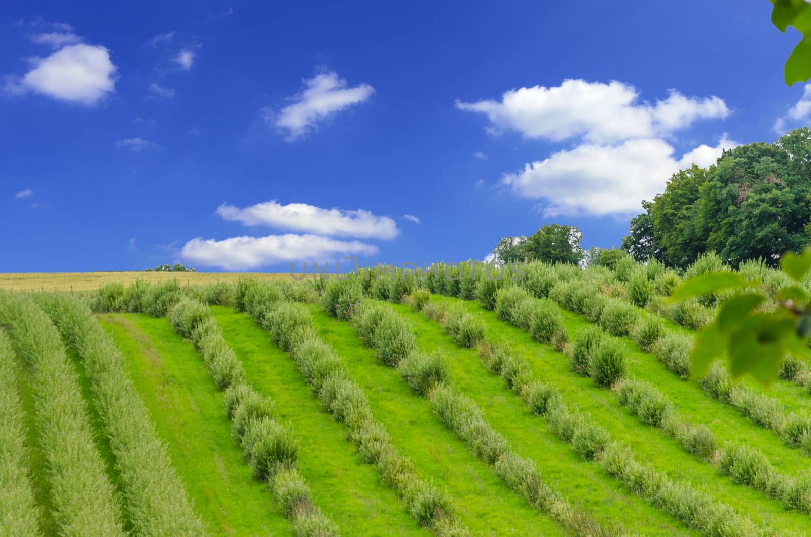 Plants placed in a row, in the background of blue and white horizon.