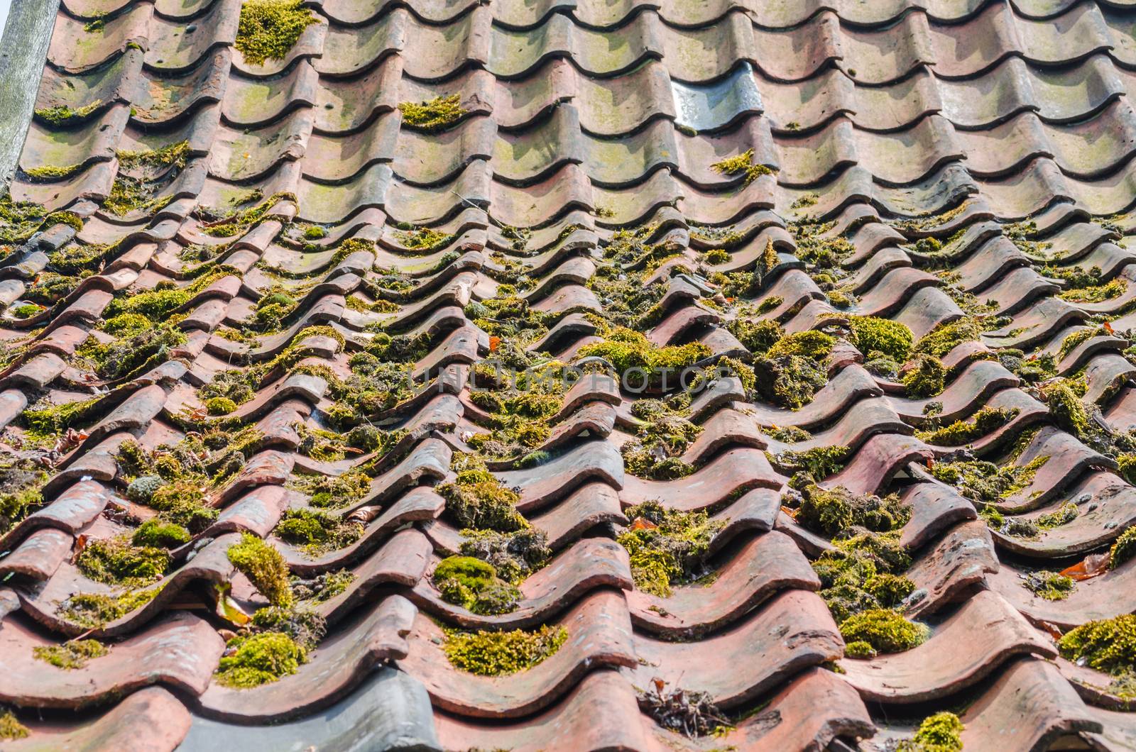 Old roof tiles, green education, roofs by JFsPic