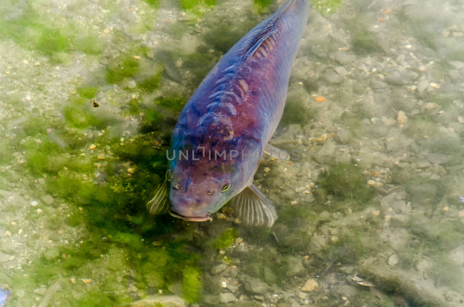 Carp, pond, fish, Koy by JFsPic