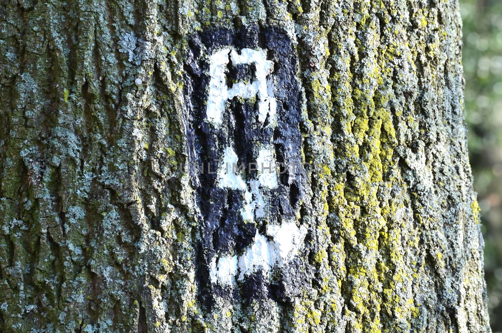 Makierungen of hiking trails through colored symbol on a tree.
