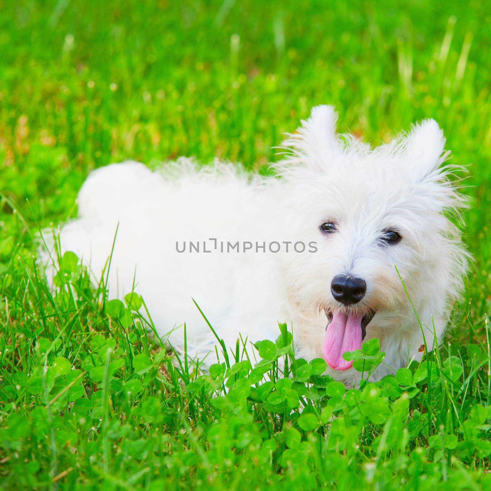 Wonderful West Highlands Terrier sitting on the ground, square image