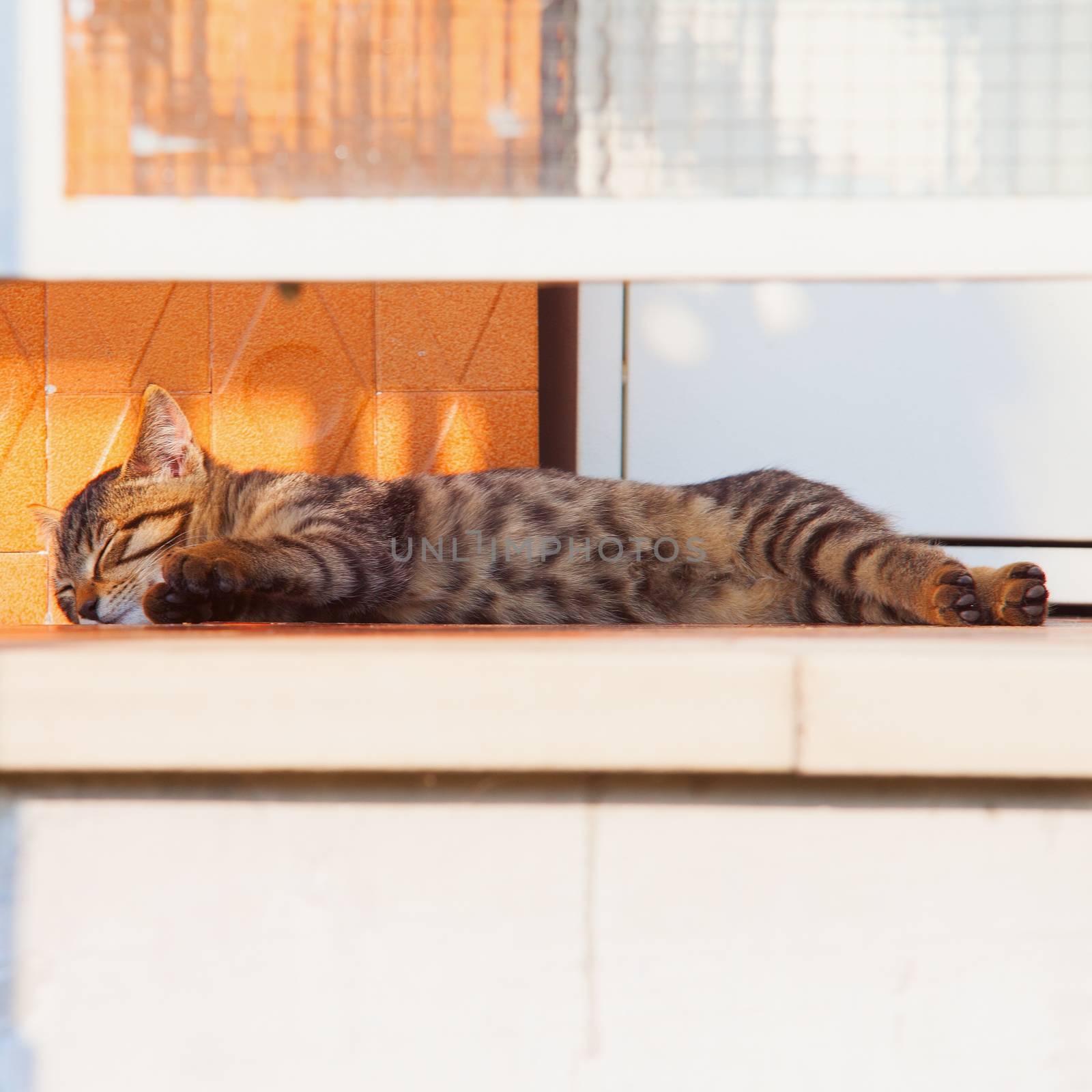 Sleeping small cat lying over balcony, square image