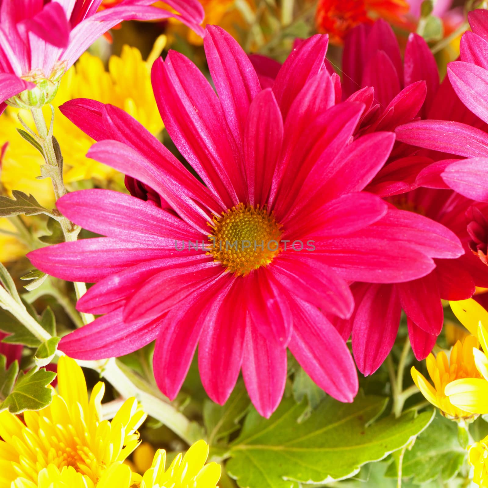 Red daisy in close up, square image