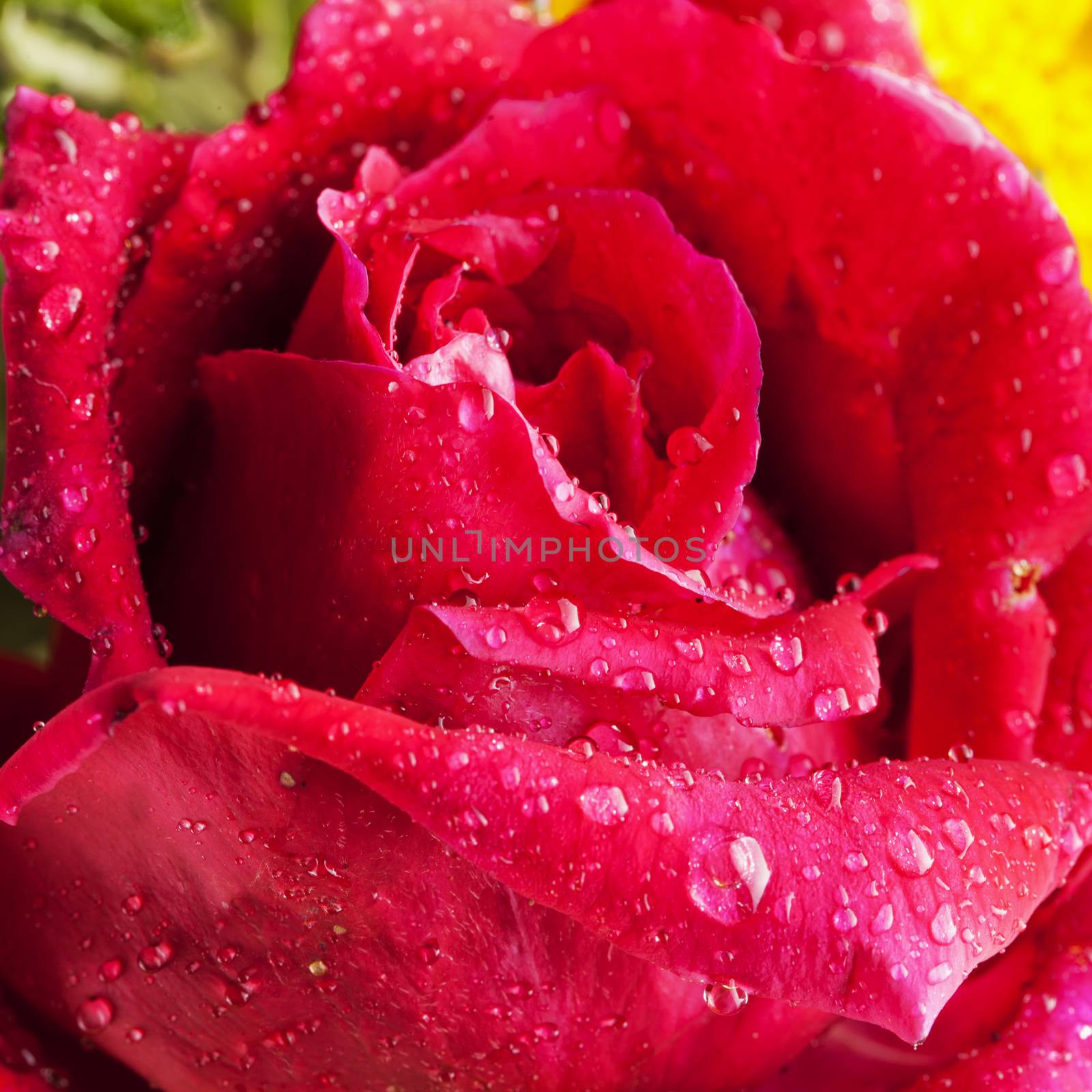 Red rose full of drops of water, close up