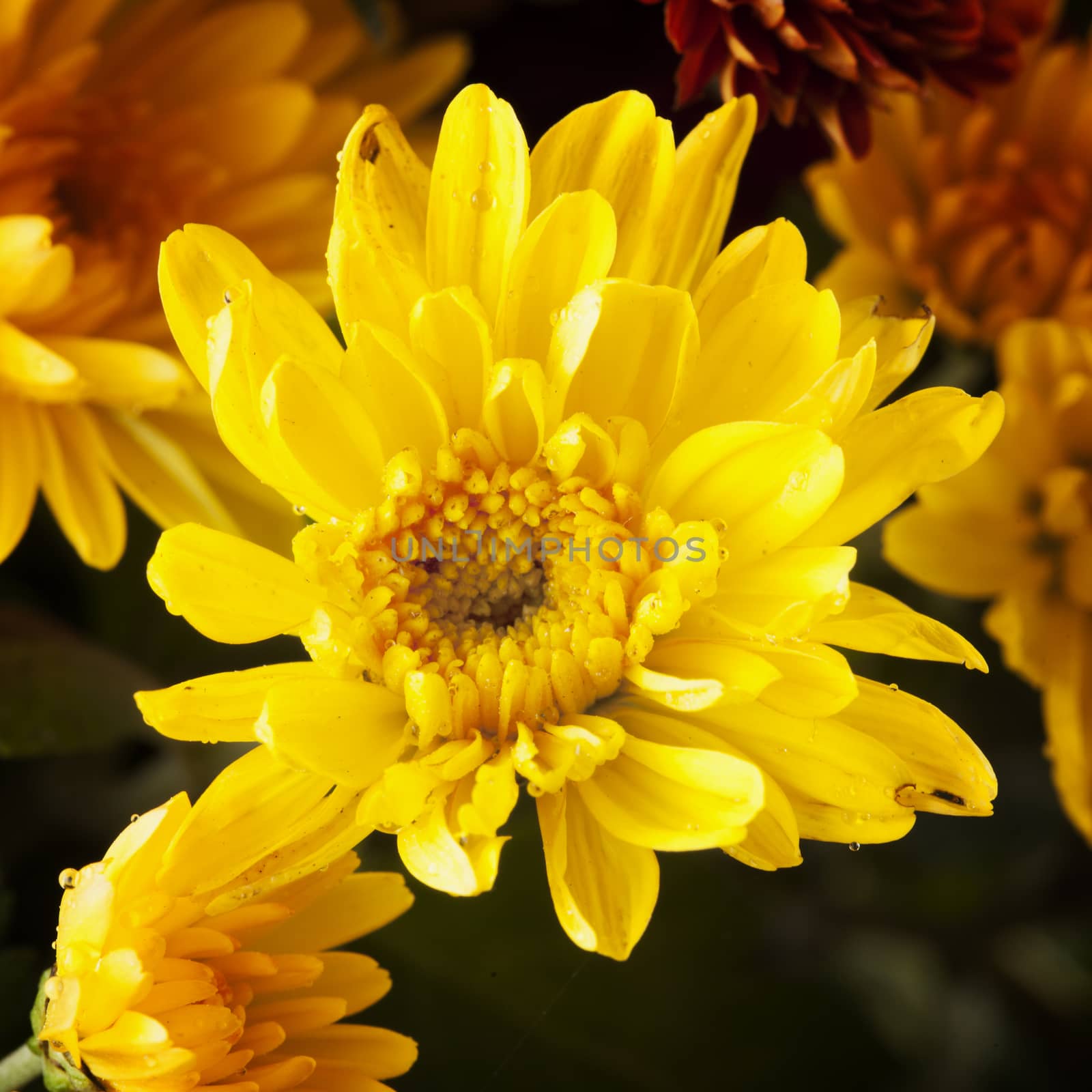 Yellow chrysanthemum in a bunch, close up