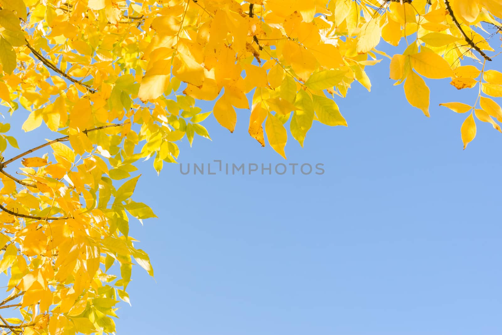 Indian summer - gold yellow autumn leaves over clear blue sky. Frame background with corner and free copyspace place for text.