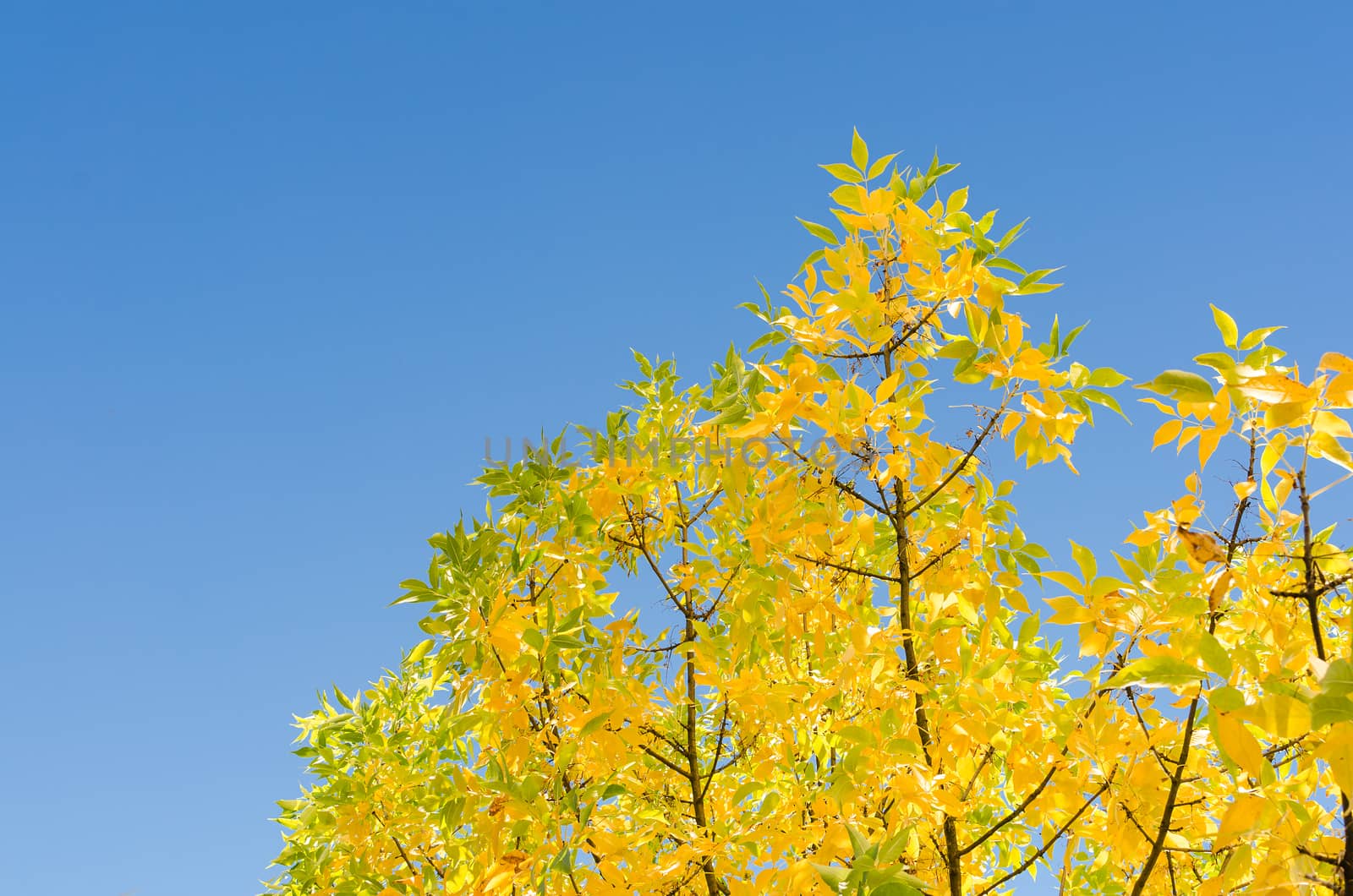 Autumn background with golden lush foliage against clear blue sky and copy-space free area