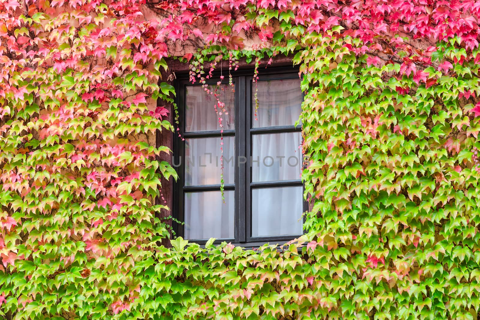 Window in an old traditional European country house with overgrown wall by autumn wild grape and green red leafage