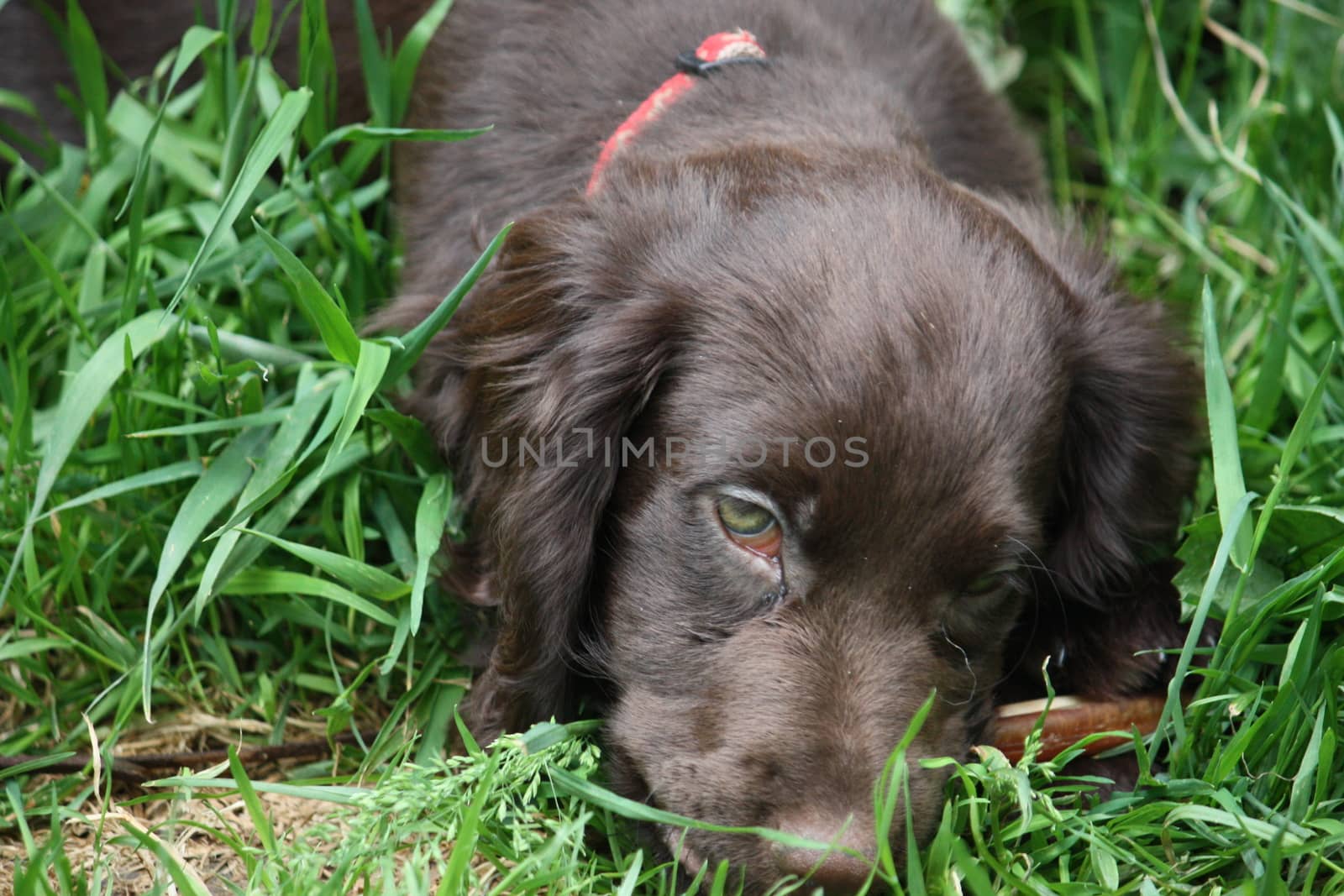 very cute small liver working cocker spaniel pet gundog