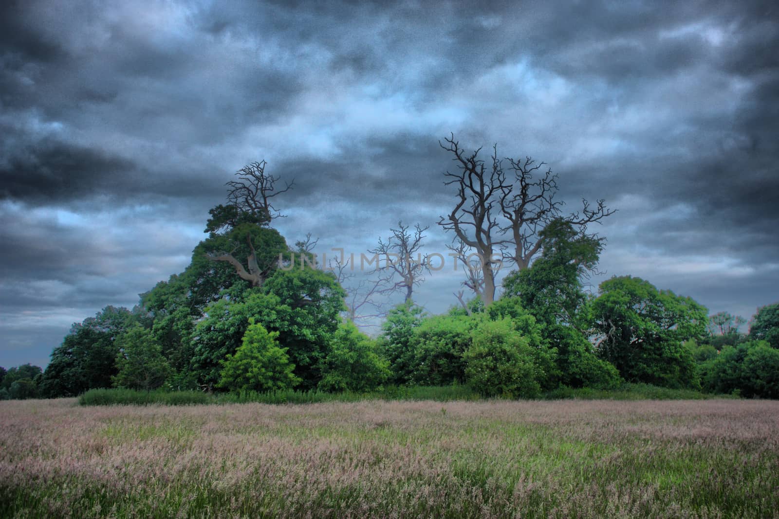 dead trees in silhouette against a grey sky by chrisga